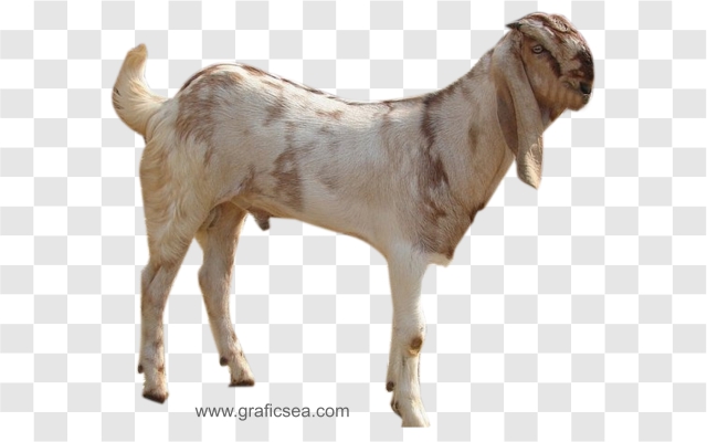 Bakra, Male Goat Png Image Free Download | Graficsea