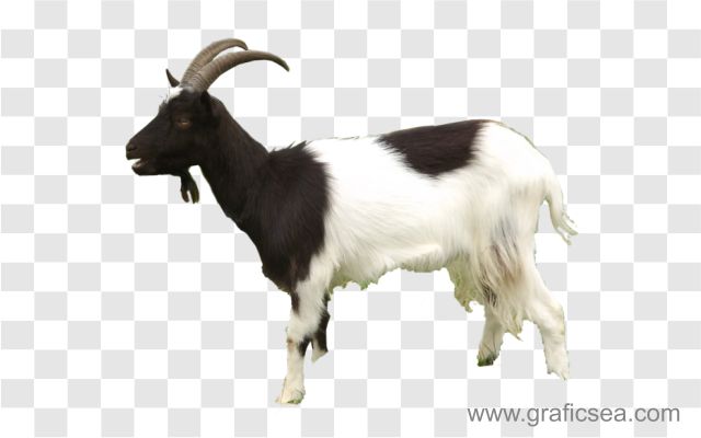 Pahari Bakra Png Image Free Download | Graficsea