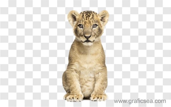 Baby Leopard Png Image Free | Graficsea