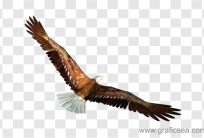 Eagle , Shaheen Png Image Free