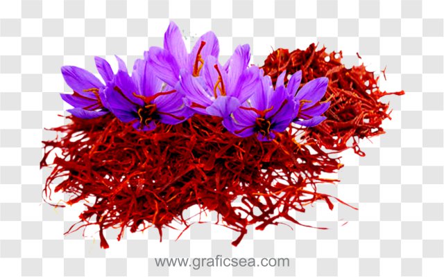 Saffron, Zafran, Kesar Spice Flower Transparent Image PNG type Free Download