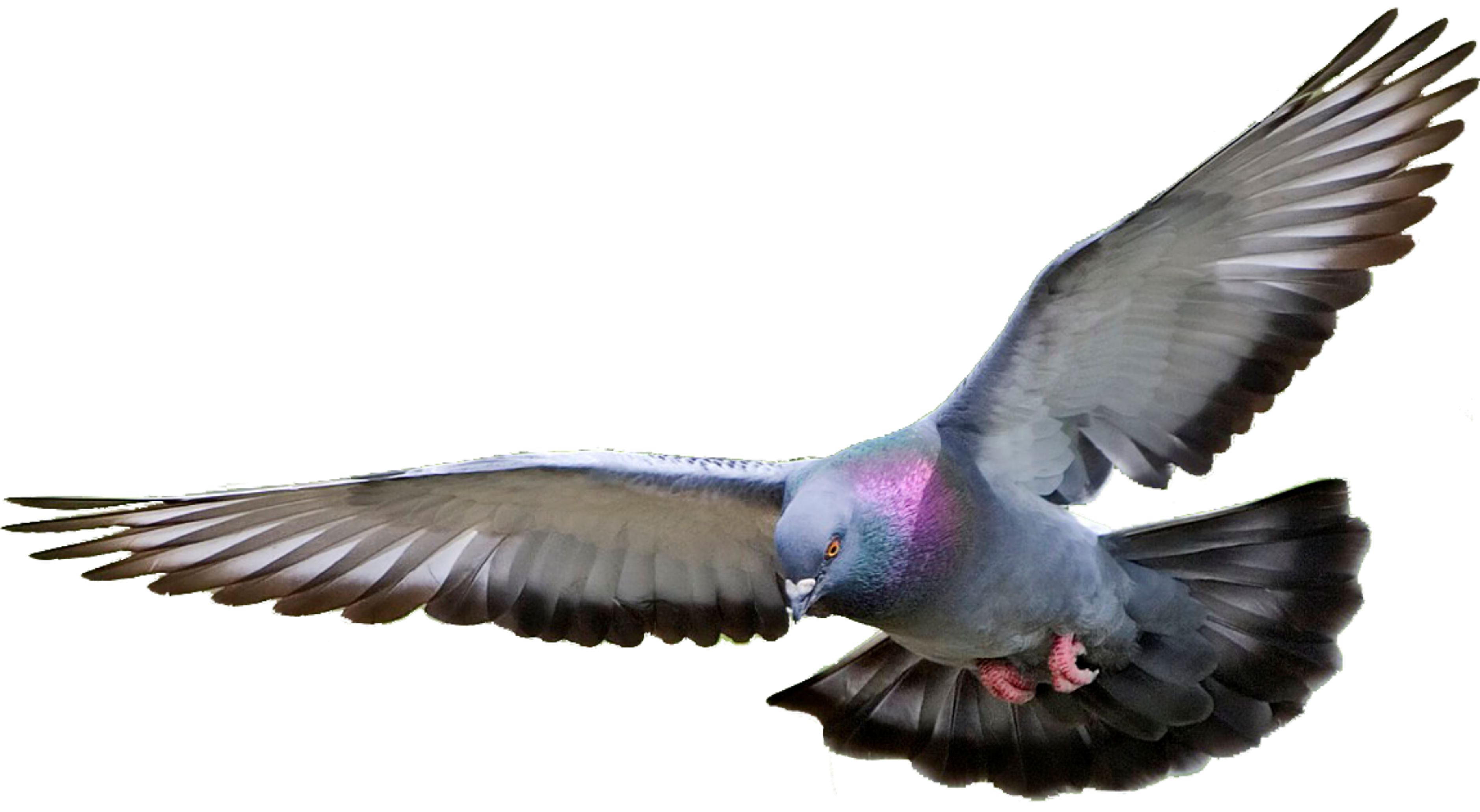 221,857 Pigeon Wings Images, Stock Photos, 3D objects, & Vectors |  Shutterstock