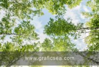 Room Roof Tree and Sky Nature Wallpaper Free Download