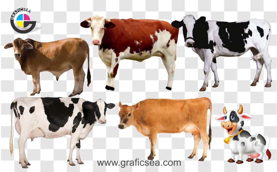 Bull and Cow Png Images Pack