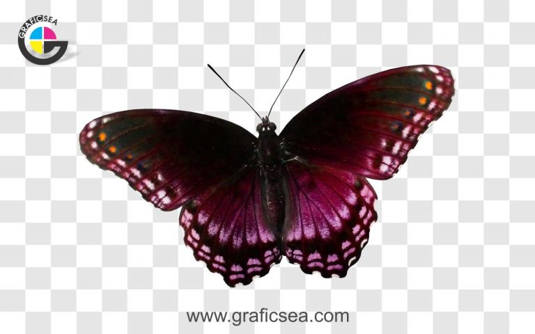 Beautiful Butterfly Insects Png Image