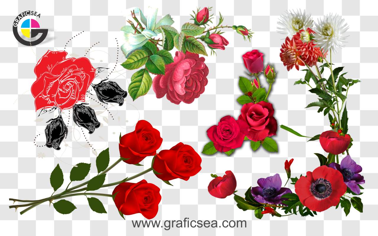 Beautiful Red Rose Flower PNG Images