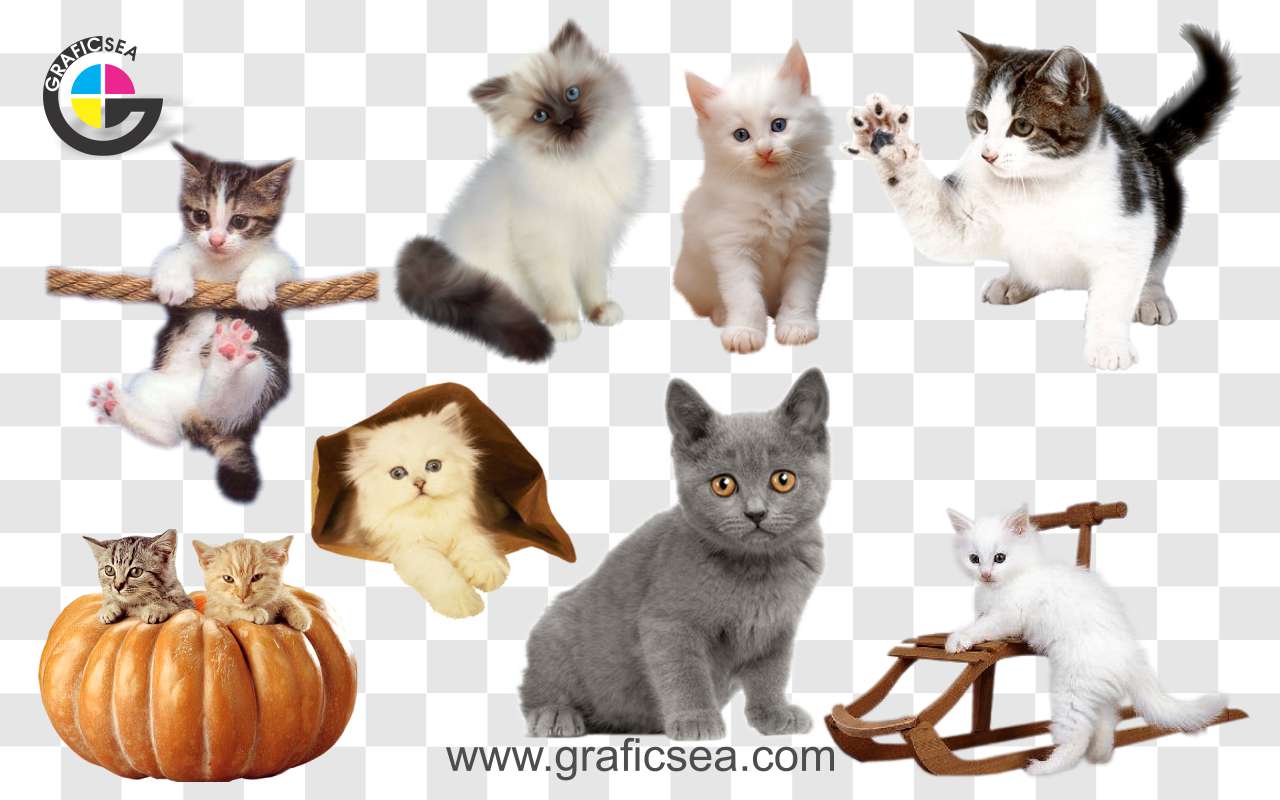 Different Types of Cats Child Png Images