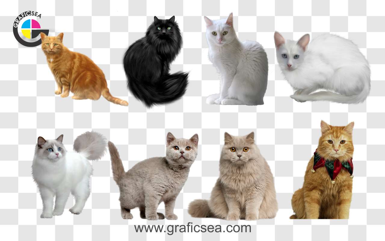 Mix Cats Mammal Animal Pets Png Images Pack Free Download | graficsea Mix Cats Mammal Animal Pets Png Images