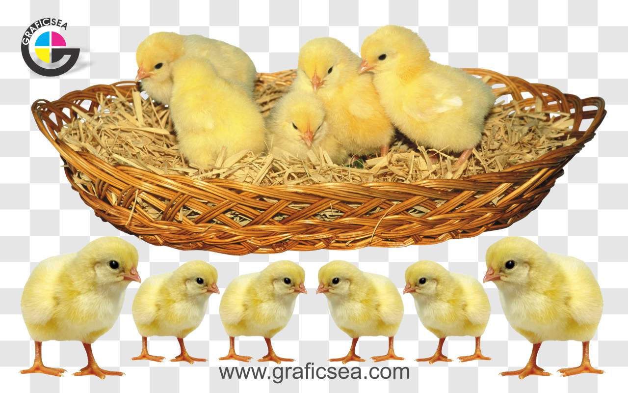 Chicken Chicks, Choza PNG Images
