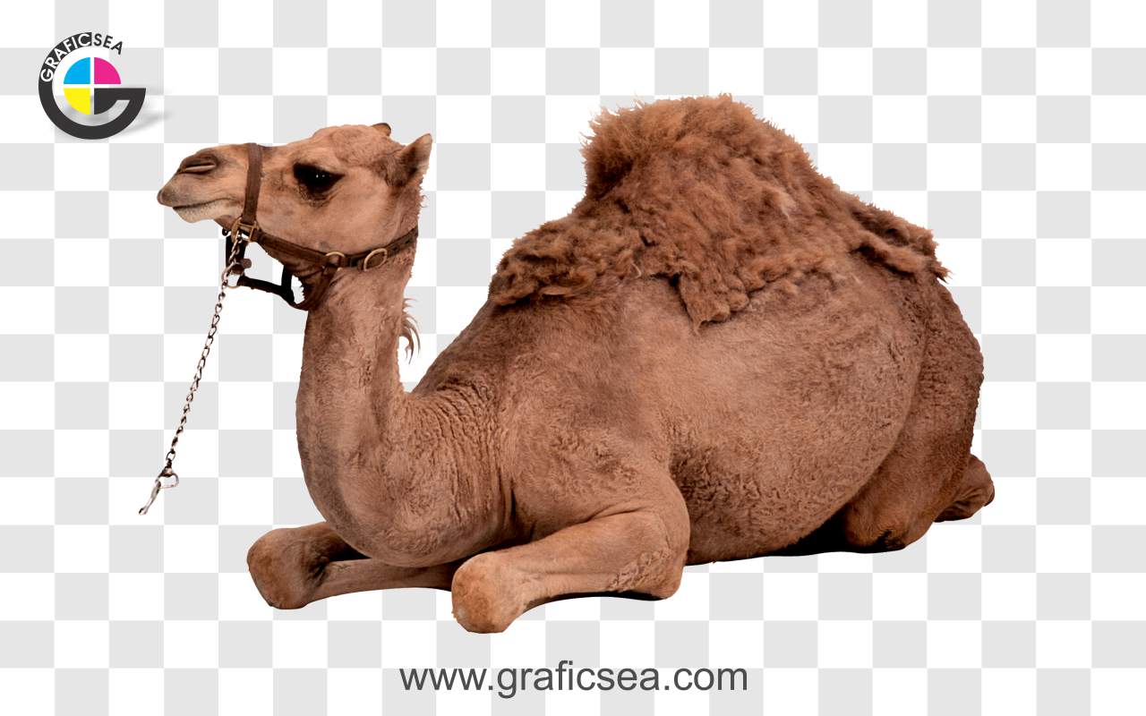 Animal Dromedary Camel PNG Image