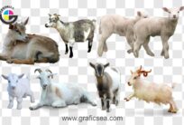 Different Breeds She Goat Bakri PNG Images