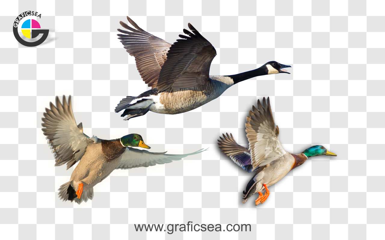 3 Flying Ducks Breed PNG Images