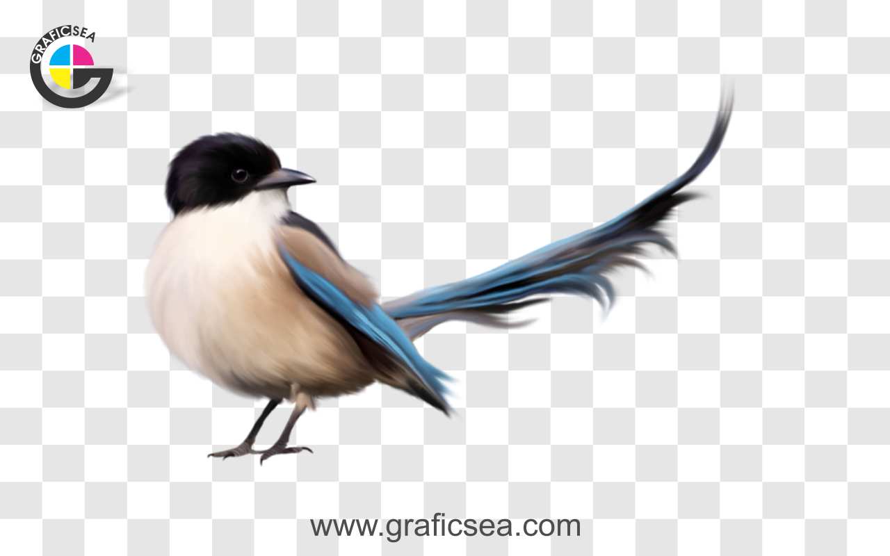 Azure-winged Magpie Bird PNG Image