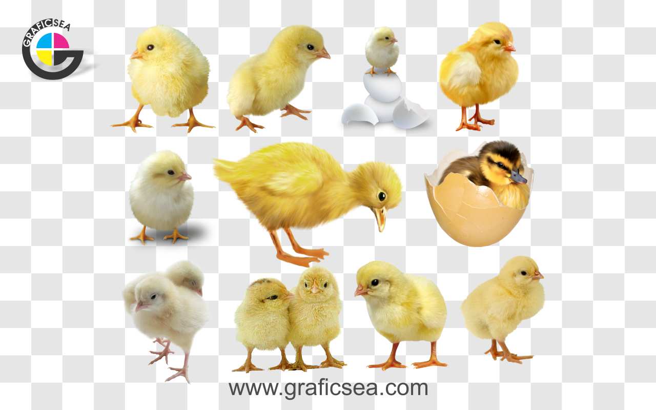 Baby Chicken, Hen Child, Yellow Chicks PNG Images