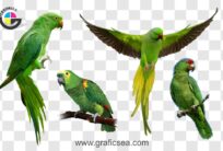 Beautiful Green Flying Parrots PNG Image