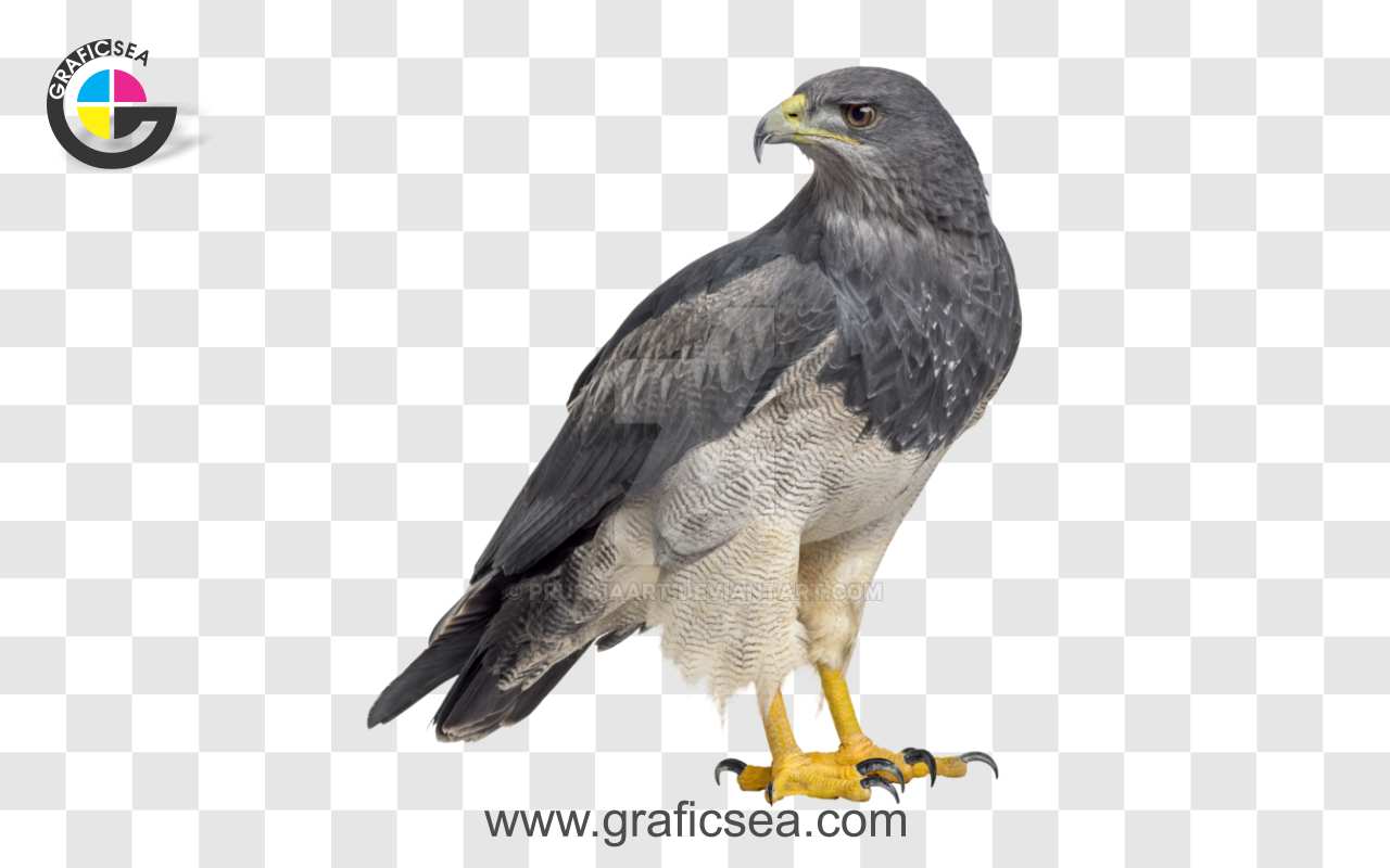 Black Chested Buzzard Eagle PNG Image