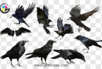Different Breed of Crow PNG Images