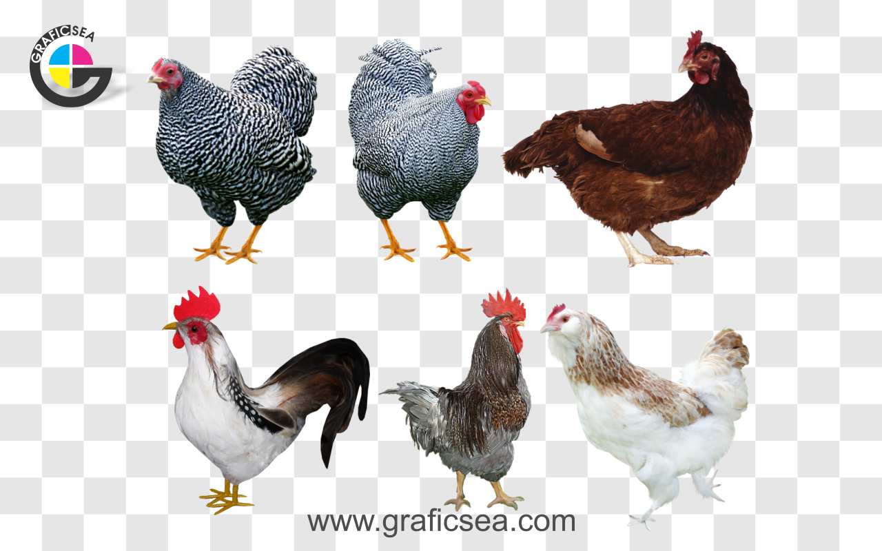 Different Breeds of Hen PNG Images