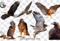 Flying Eagles Falcon Shaheen Different PNG Images