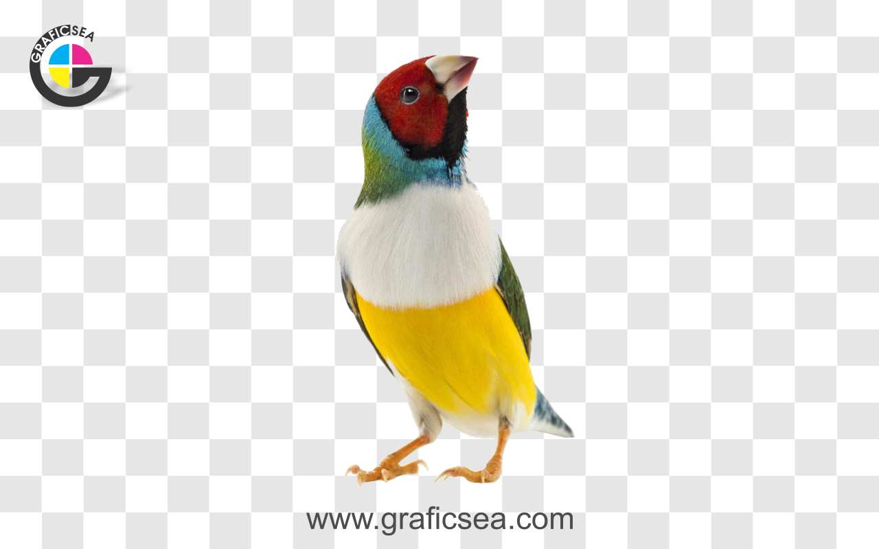 Gouldian Finch Bird PNG Image