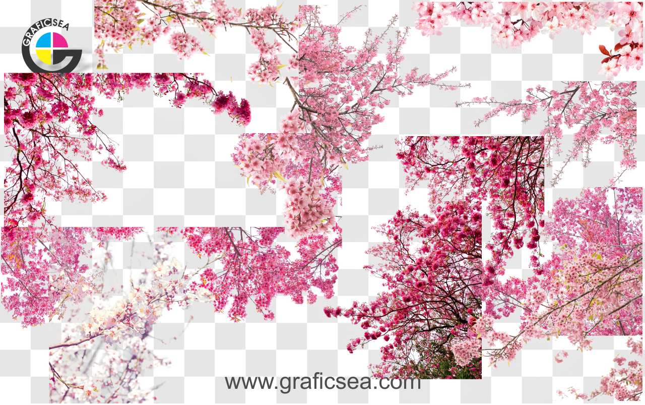 Japanese Pink Cherry Blossom Trees PNG Images