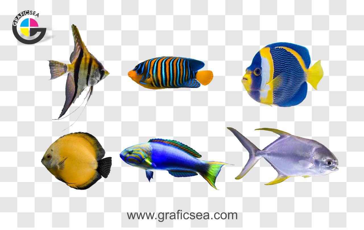 Fish PNGs for Free Download