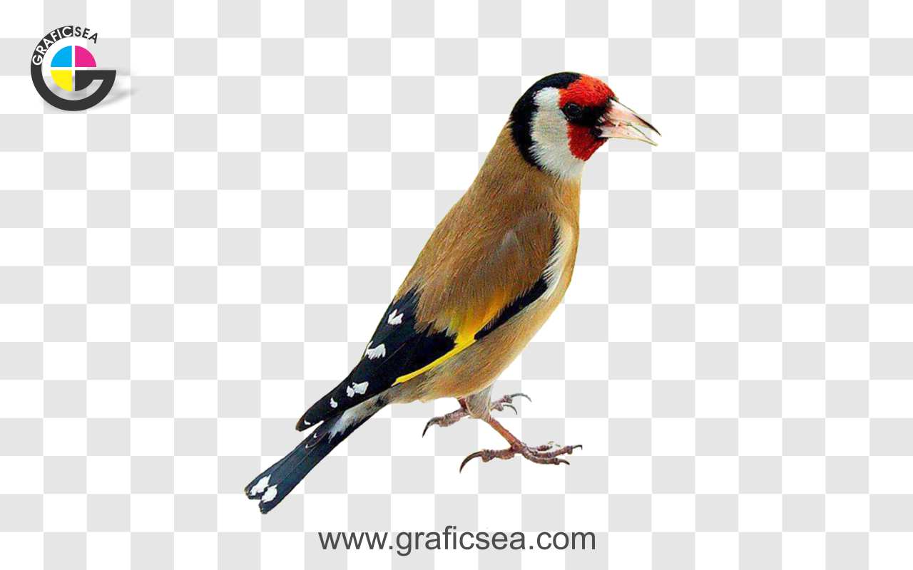 Lovely Goldfinch Bird PNG Image
