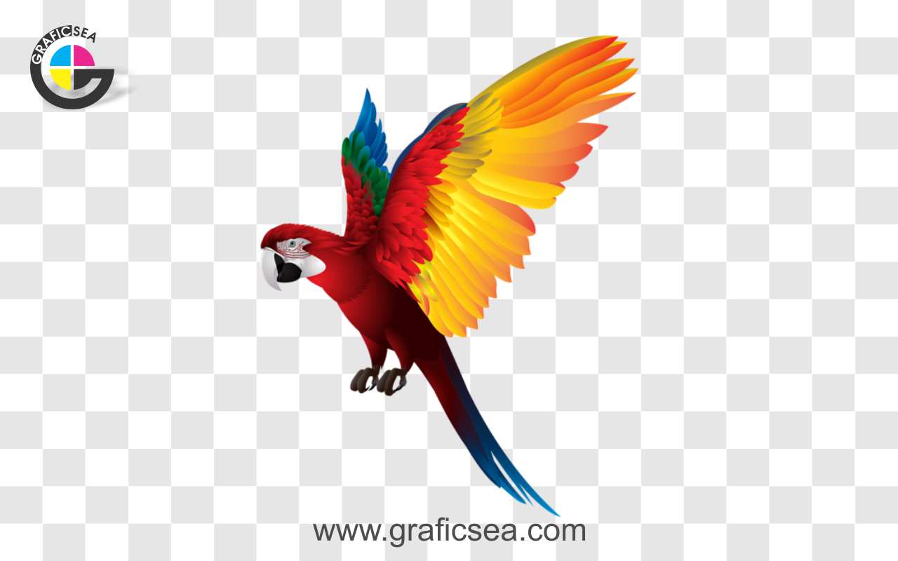 Multi-color Macaw Parrot PNG Image