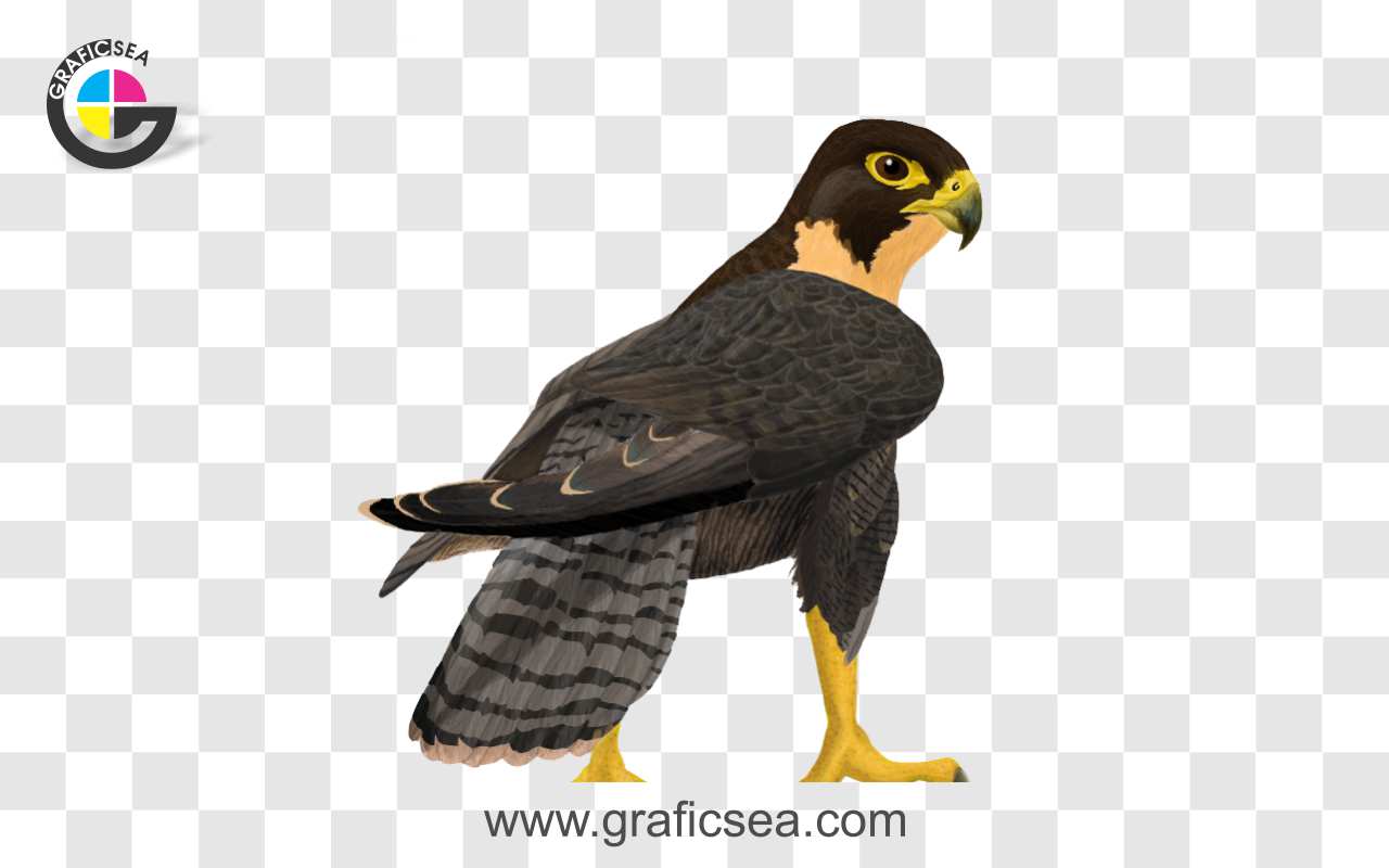 Orange Breasted Falcon PNG Image
