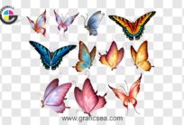 Rare butterfly Species PNG Image