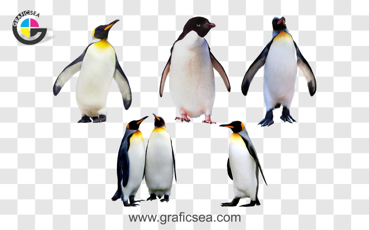 Sea Animal King Penguin PNG Images