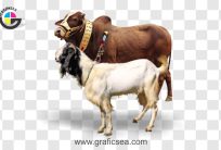 Bakra and Cow Eid ul Adha PNG Image