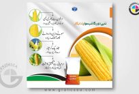 Corn Seed Social Media or Flex Poster CDR Design