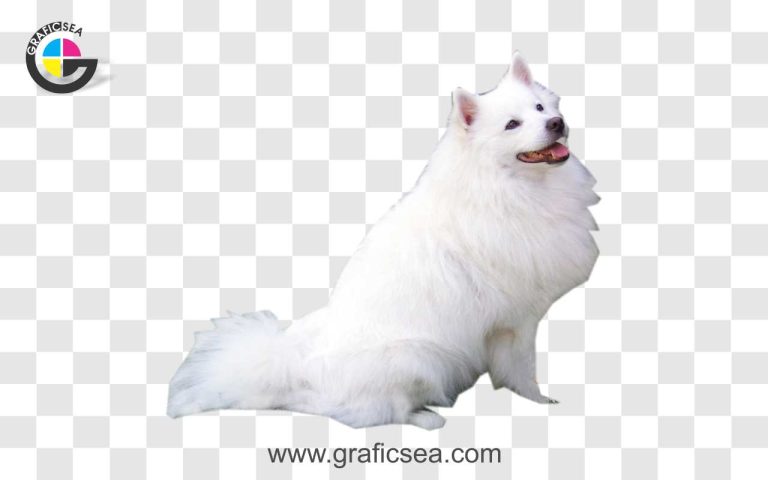 Japanese Spitz Dog Breed PNG Image