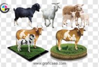 Cow Goat Bail Bakra Eid Qurbani Animals PNG Images